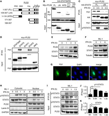 STAT3 Cooperates With Phospholipid Scramblase 2 to Suppress Type I Interferon Response